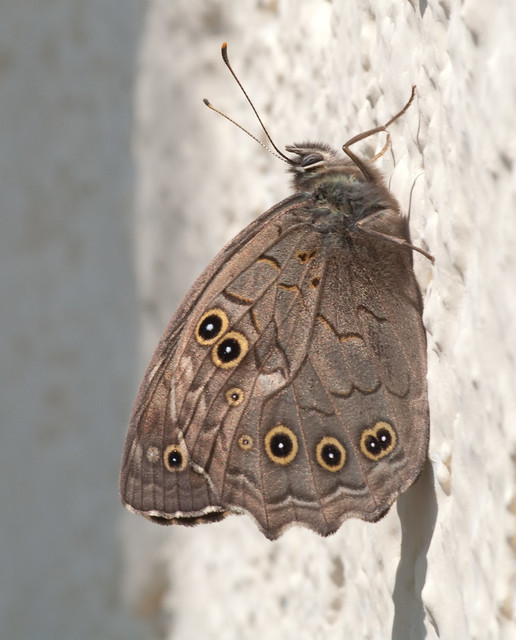Latice brown butterfly