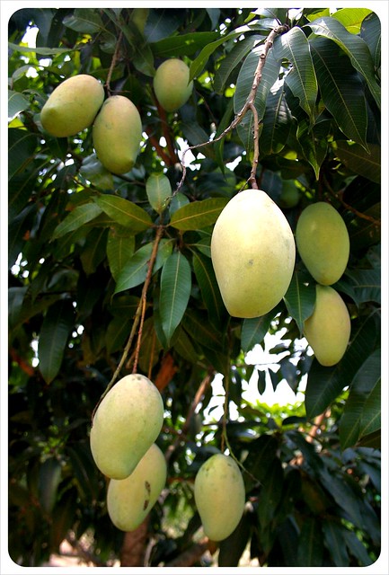 cambodia mango tree