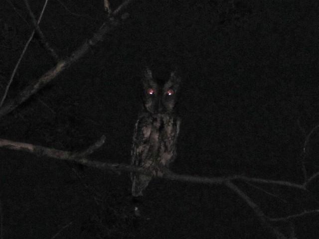 Eastern Screech-owl at Salem Ranch in Flanagan, IL 04