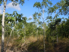 Etang-salé semi-dry forest.