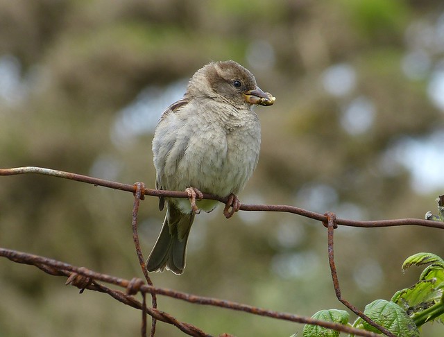 27465 - House Sparrow, Marloes Mere