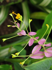Zingiberaceae　ショウガ科
