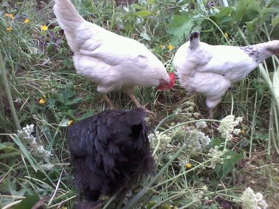 hens and weeding Jul 12