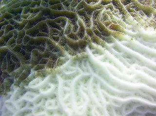加勒比海珊瑚礁的珊瑚白化。（來源：Christine Loew / Marine Photobank）