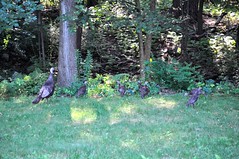 2012-07-15 - Baby Turkeys