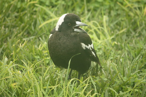 Magpie warbling
