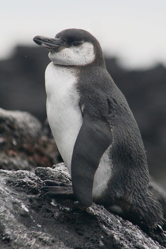 Galapagos Penguin by DJG.Sydney