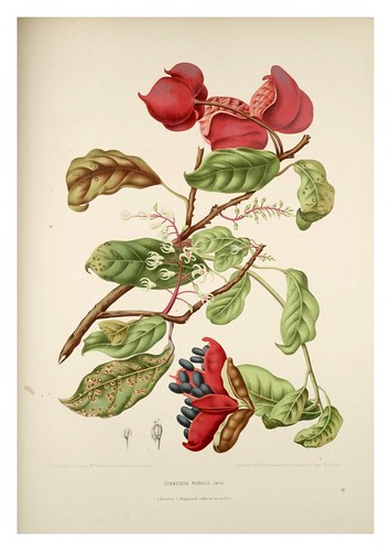 008-Pin Po o manzana de la mujer vieja-Fleurs, fruits et feuillages choisis de l'ille de Java-1880- Berthe Hoola van Nooten
