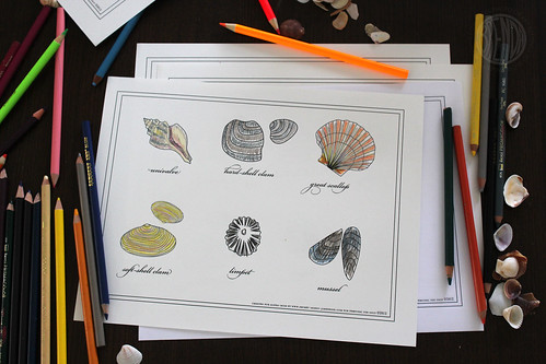 seashell printable coloring sheets and colored pencils 