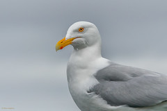 Charadriiformes: Laridae - gulls, terns, noddies, skimmers, kittiwakes
