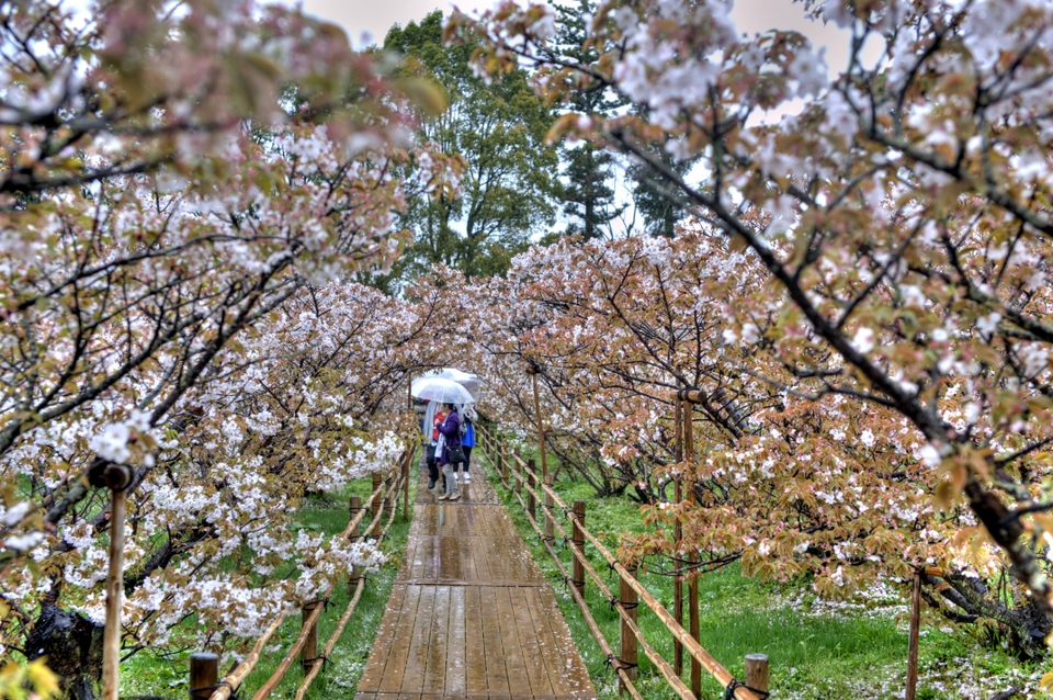A walkway of sakura