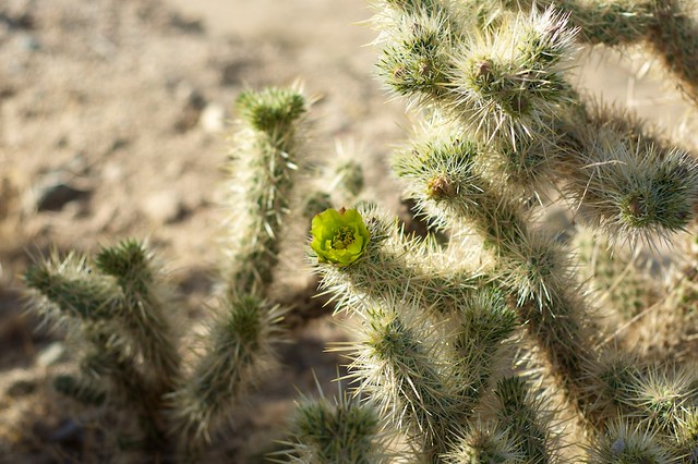fleur de cochla cactus