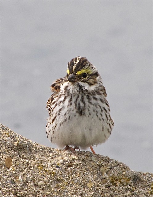 Savannah Sparrow at Gridley Wastewater Treatment Ponds 04