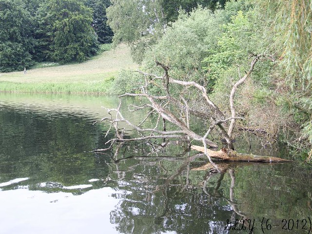 p7 tree in water