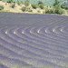 Lavender La Rochegiron Haute Provence