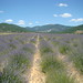 Lavender in La Haute Provence