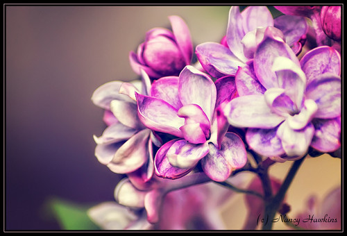 Lilac by Nancy Hawkins