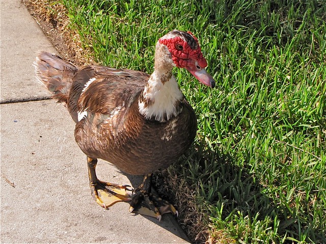 Domestic Muscovy Duck in Tampa, FL
