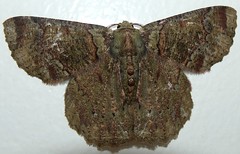 Geometrid moth (Lophophelma sp.)
