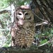 Adult Mexican Spotted Owl recorded in 2010