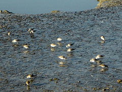棲地復育後，海岸水鳥族群數量恢復迅速（資料來源：http://www.southbayrestoration.org/）