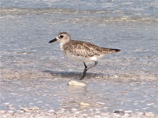 Black-bellied Plover at Honeymoon Island State Park in Pinellas County, FL 02