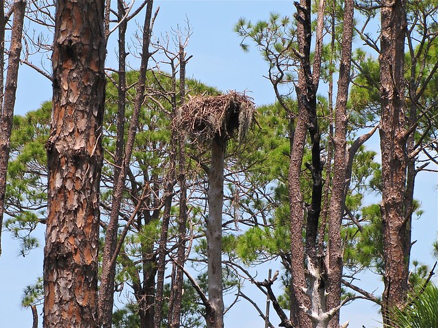 Osprey Nest at Honeymoon Island State Park in Pinellas County, FL 03