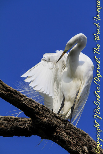 Preening Egret-3224 by Against The Wind Images