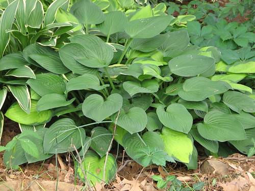 Hosta 'Janet' with a green sport