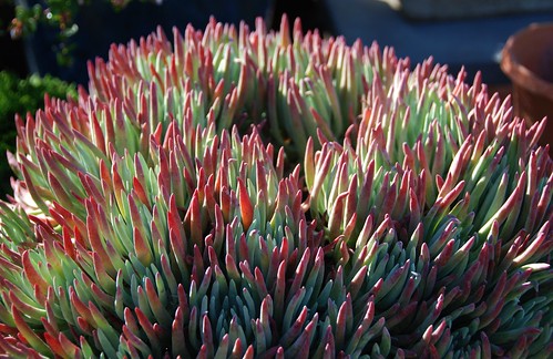 Dudleya hasseii - Catalina Live-for-ever by pete@eastbaywilds.com