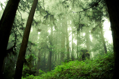 Forests of Alishan-8
