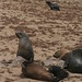 Seal colony, Skelleton Coast, Namibia - IMG_3756_CR2