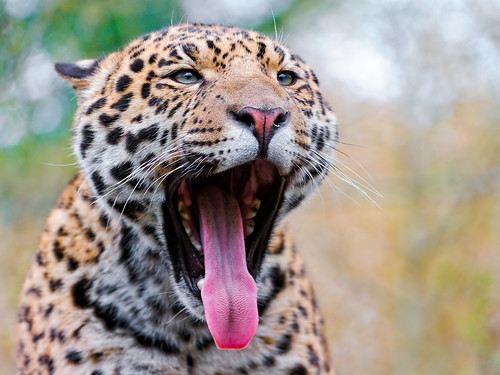 無料写真素材|動物|哺乳類|ジャガー|動物口を開ける|欠伸・あくび