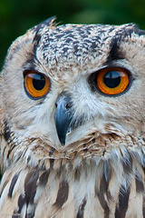 Owl Rescue Centre