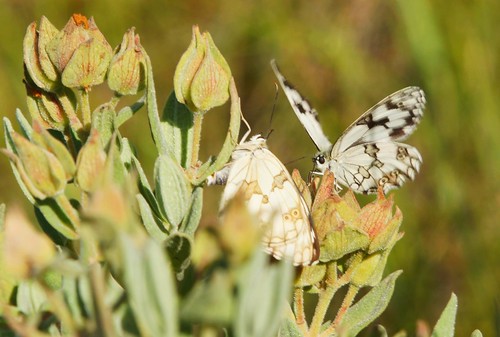 Mariposas - Papallones - Butterflies by ferran pestaña