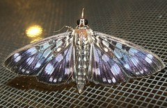 Crambid moth (Pygospila tyres) (x2)  