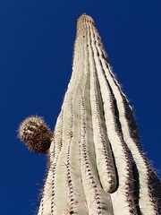 2012-5 USA Organ Pipe Cactus National Monument 