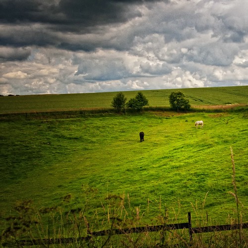無料写真素材|自然風景|田園・農場|馬・ウマ|風景デンマーク
