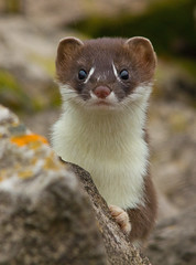 Stoats..