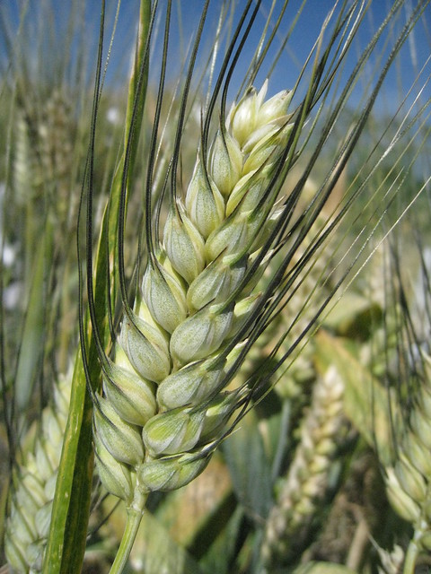 Berillo wheat variety