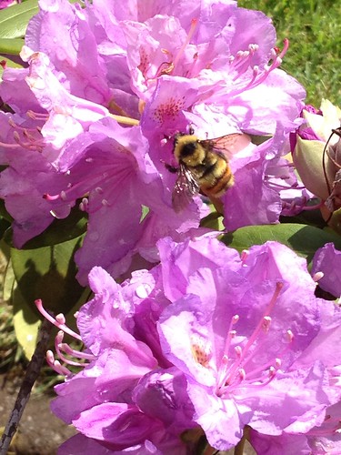 Bee in rhododendron