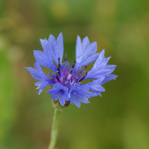 Kornblume – Cornflower – Bleuet des champs – Centaurea cyanus