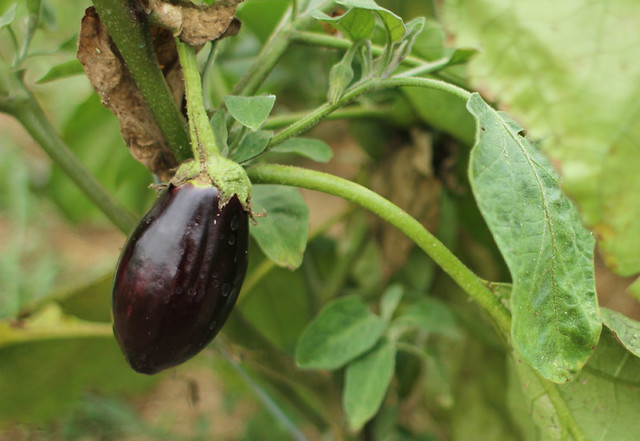baby aubergine eggplant