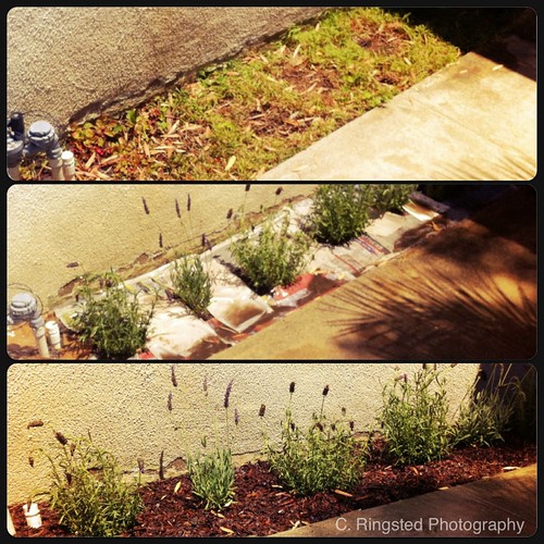DIY: Planting Lavender by Sanctuary-Studio
