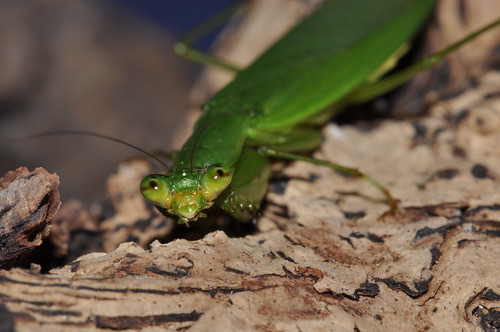 圖二：台灣花螳螂（綠色型）。（王嘉靖攝影）