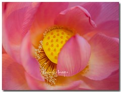 Lotus Flower 2012