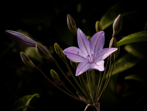 Purple Flower by Gryffngurl