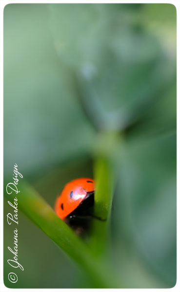 Ladybug-Behind