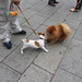 Dogs Of Bologna Italy36