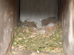 Stealth Nest by Teckelcar